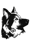 C12 - Chien