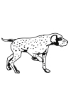 C14 - Chien