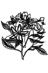 ED16 - Fleurs