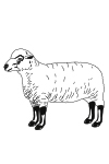 M04 - Mouton