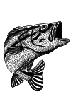 P09 - Poisson