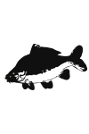 P10 - Poisson carpe