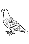 P15 - Pigeon